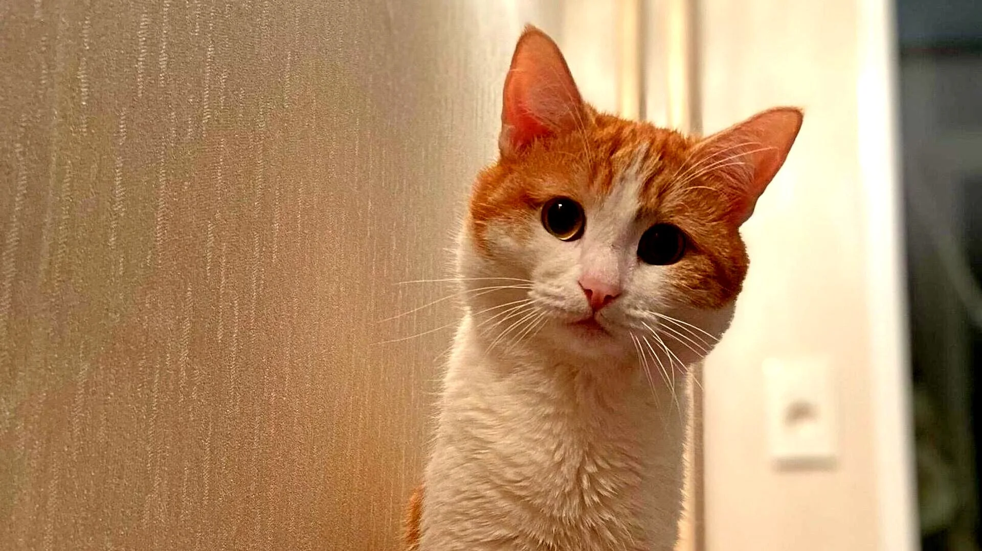 История с погибшим котом, выброшенным из поезда проводницей РЖД привлекла большое внимание интернет-пользователей.